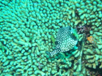 Trunkfish