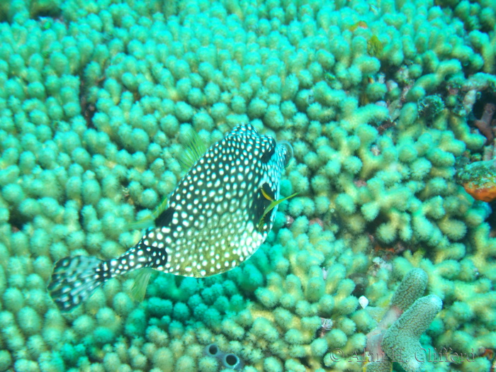 Trunkfish