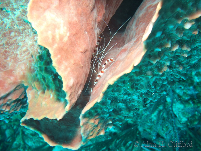 Banded Coral Shrimp