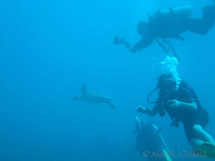 Turtle with divers