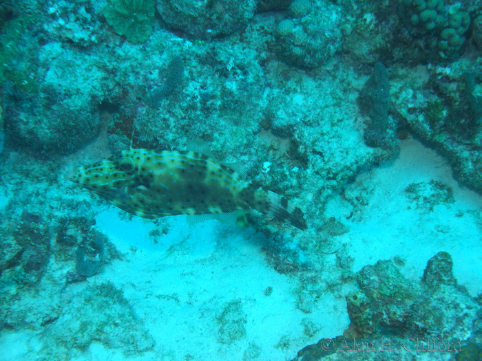 Scrawled Filefish