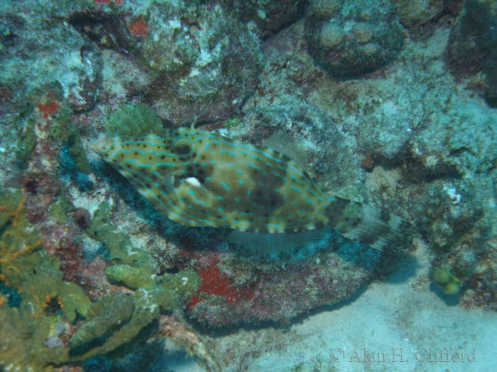 Scrawled Filefish