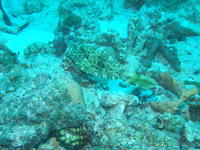 Scrawled Filefish