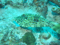 Scrawled Filefish