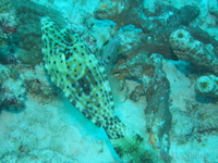 Scrawled Filefish