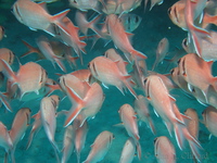 Blackbar Soldierfish