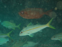 Yellow Goatfish