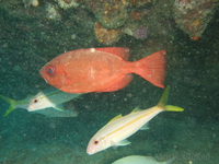 Bigeye and Yellow Goatfish