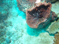 Banded Coral Shrimps and Sponge