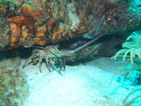 Spiny Lobster