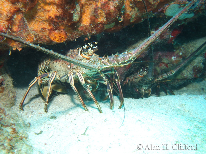 Spiny Lobster