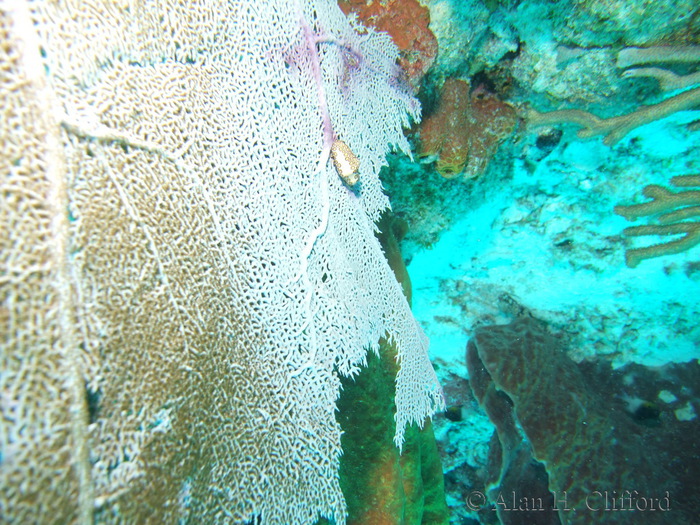 Flamingo Tongue and Sea Fan