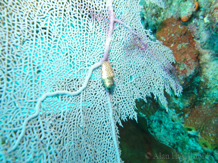 Flamingo Tongue and Sea Fan