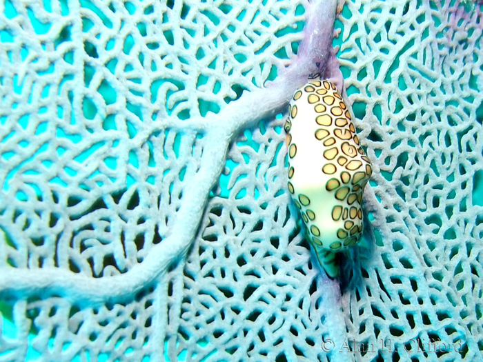 Flamingo Tongue and Sea Fan