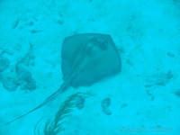 Stingray