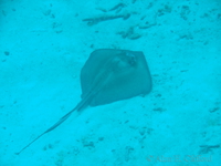 Stingray