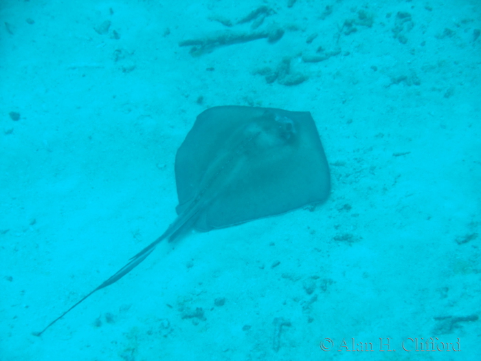 Stingray