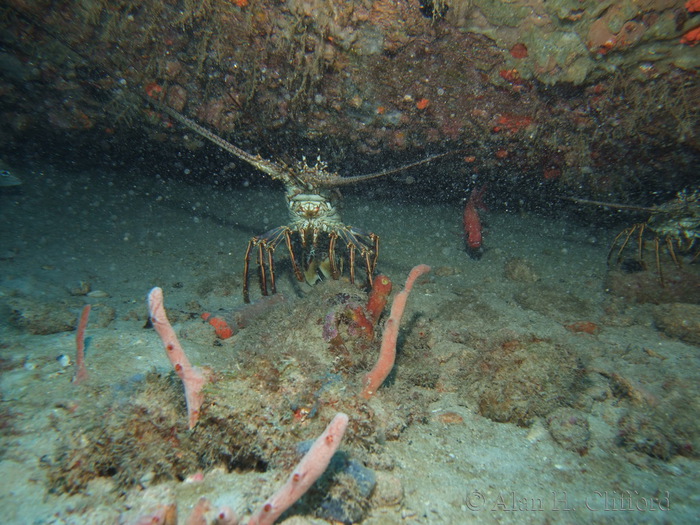 Spiny Lobster