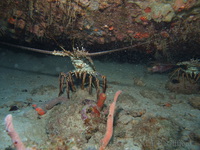 Spiny Lobster