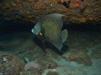 French Angelfish