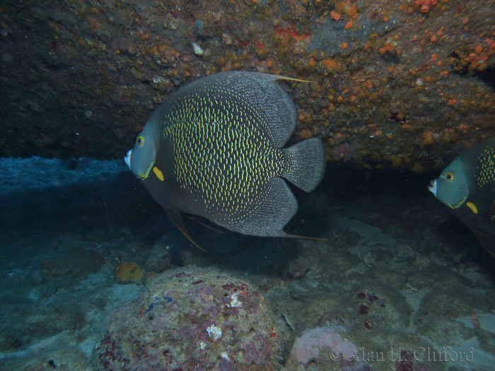 French Angelfish