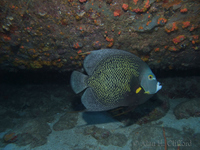 French Angelfish