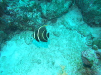 French Angelfish