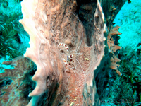 Banded Coral Shrimps and Sponge