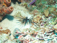 Tiny Lionfish