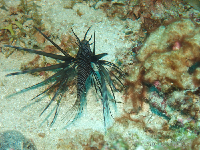 Tiny Lionfish