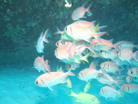 Soldierfish