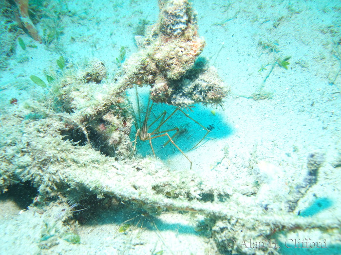 Yellowline Arrow Crab