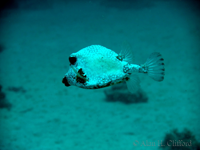 Trunkfish