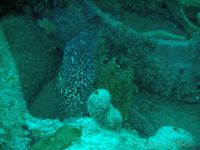 Spotted Moray