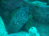 Spotted Moray