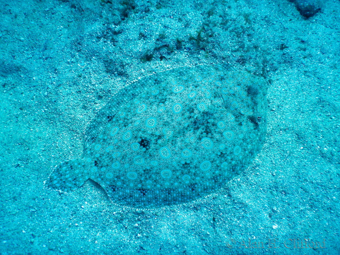 Flounder