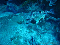 Trunkfish