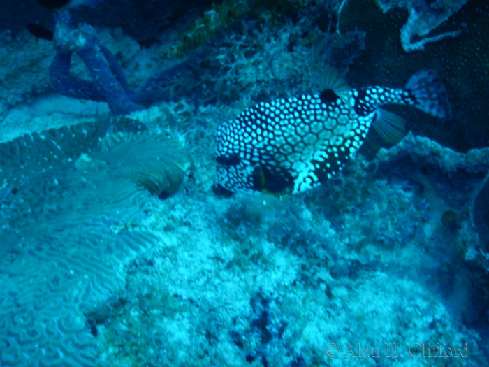 Trunkfish