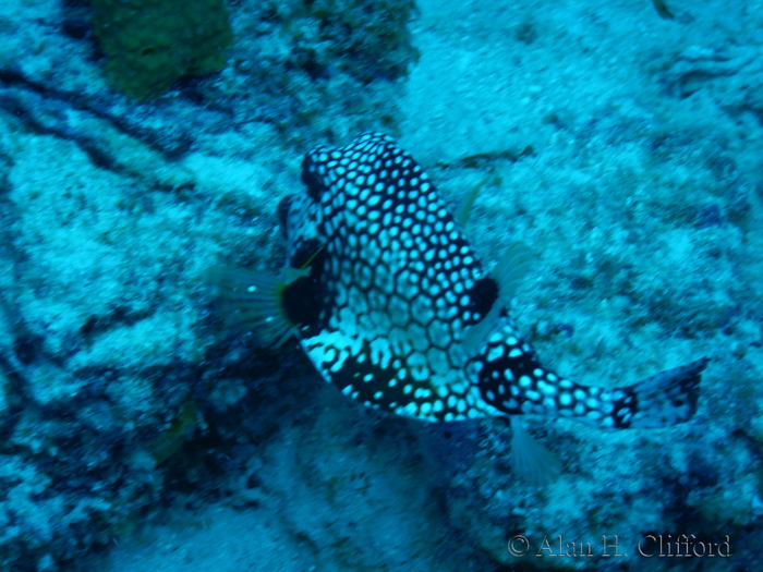 Trunkfish