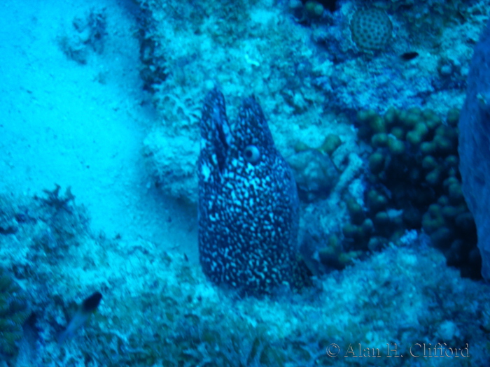 Spotted Moray