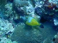 Filefish