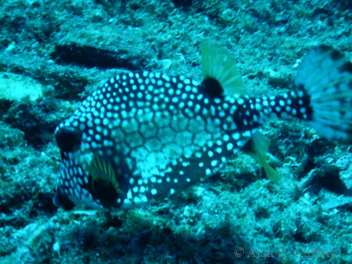 Trunkfish