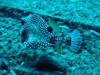 Trunkfish