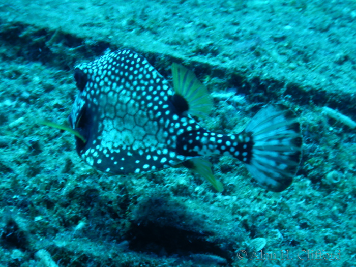 Trunkfish