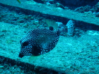 Trunkfish