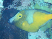 Filefish