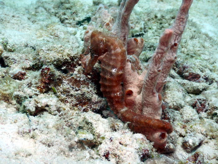 Seahorse