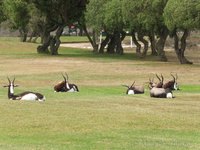 Bontebok at Langerbaan