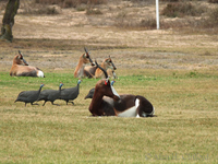 Bontebok and Guineafowl at Langerbaan