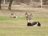 Bontebok at Langerbaan